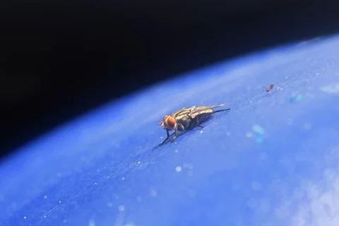 The fly is on a blue base Stock Photos