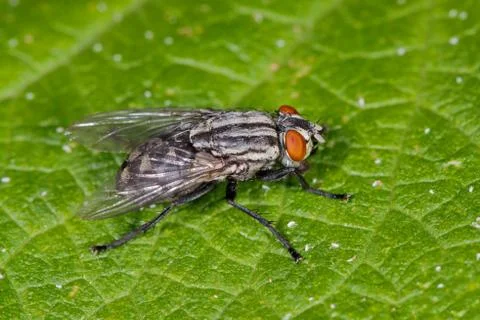 A fly on a a blue leaf Foto stock