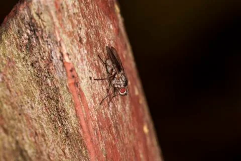 Fly on board Stock Photos