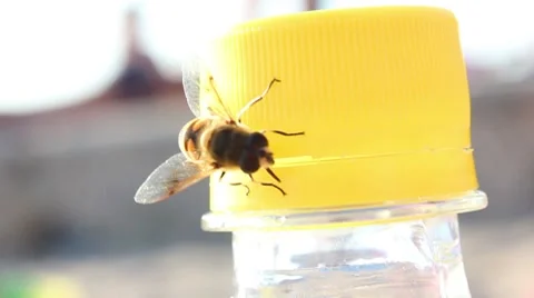 Fly in a bottle Stock Footage 8534882