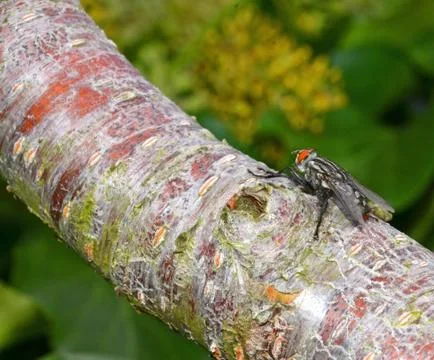 A fly on the branch Stock Photos