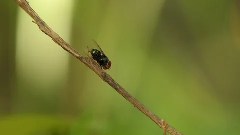 Fly on the branches.4k Stock Footage 93069250
