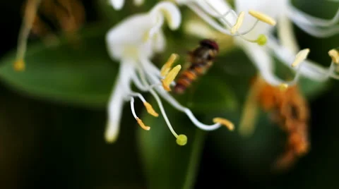 Fly on Bud. Macro footage. Stock-Footage 36718261