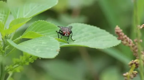 Fly bug On Green Leaves Stock Footage 20175483