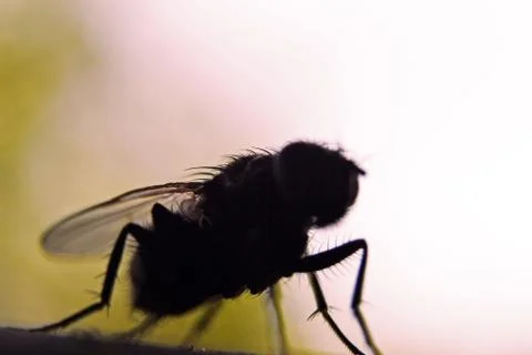 Fly bug insect silhouette, insectophobia or Infection threat concept Stock Photos