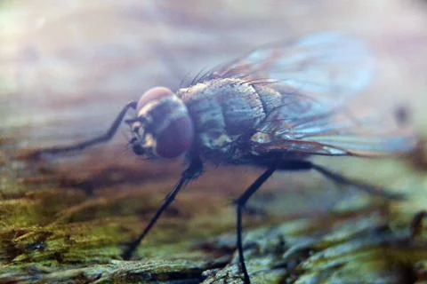 Fly bug insect silhouette, insectophobia or Infection threat concept Stock Photos