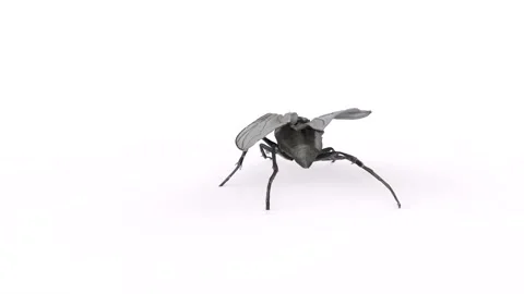 Fly Bug isolated rotating in loop on white background Stock Footage 268659763