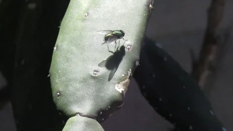 Fly on a cactus leaf Stock Footage 332462723