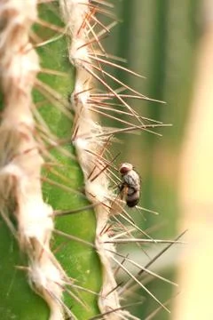 Fly on a cactus Stock Photos