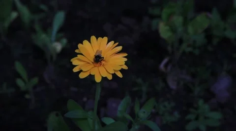 The fly on the calendula flower, close-up view. Dark background. 2013 Stock Footage 49072781