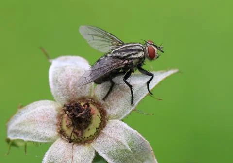 Fly on the calyx Stock Photos