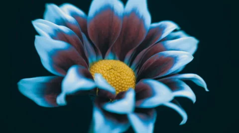Fly the camera around daisy flower on black background Stock Footage 55269621