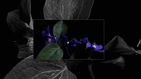 Fly the camera around flower with dew drops. Closeup. Stock Footage 73942656