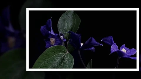 Fly the camera around flower with dew drops. Closeup. Stock Footage 73943234