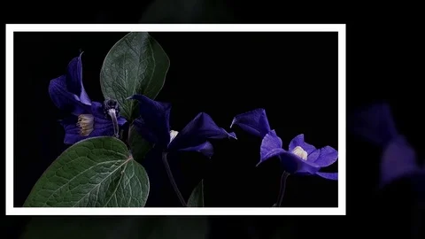 Fly the camera around flower with dew drops. Closeup. Stock Footage 73943539