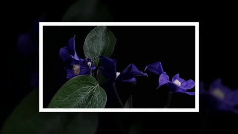 Fly the camera around flower with dew drops. Closeup. Stock Footage 73943718