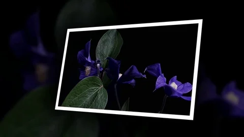 Fly the camera around flower with dew drops. Closeup. Stock Footage 73943885