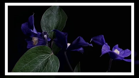 Fly the camera around flower with dew drops. Closeup. Stock Footage 73944032