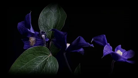 Fly the camera around flower with dew drops. Closeup. Stock Footage 73944327