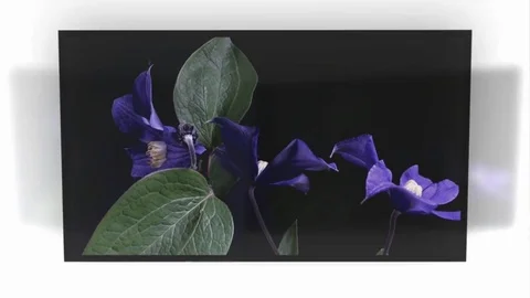 Fly the camera around flower with dew drops. Closeup. Stock Footage 73944693