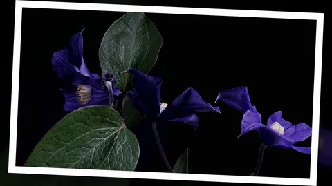 Fly the camera around flower with dew drops. Closeup. Stock Footage 73944956