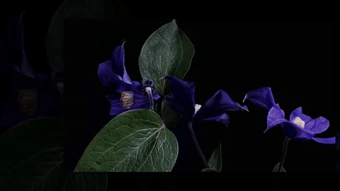 Fly the camera around flower with dew drops. Closeup. Stock Footage 73945198