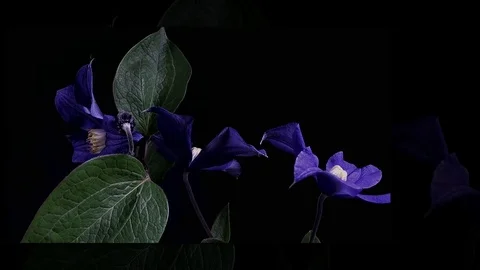 Fly the camera around flower with dew drops. Closeup. Stock Footage 73945506