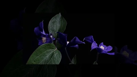 Fly the camera around flower with dew drops. Closeup. Stock Footage 73945807