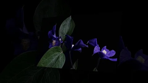 Fly the camera around flower with dew drops. Closeup. Stock Footage 73945967