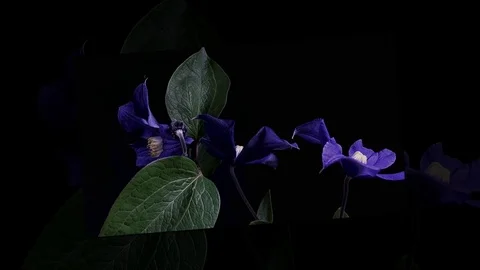 Fly the camera around flower with dew drops. Closeup. Stock Footage 73946125