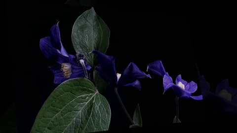 Fly the camera around flower with dew drops. Closeup. Stock Footage 73946453