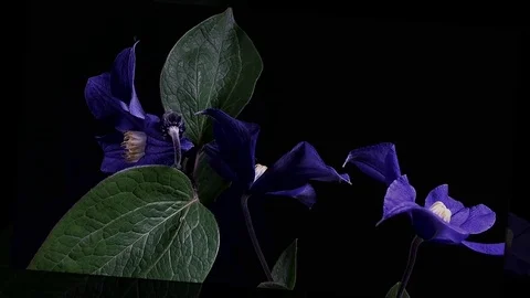 Fly the camera around flower with dew drops. Closeup. Stock Footage 73946680