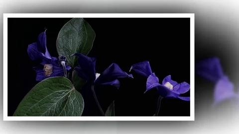 Fly the camera around flower with dew drops. Closeup. Stock Footage 73947064