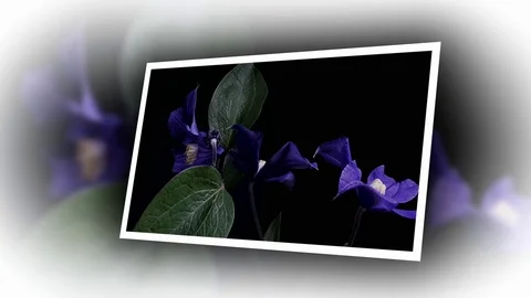 Fly the camera around flower with dew drops. Closeup. Stock Footage 73947314