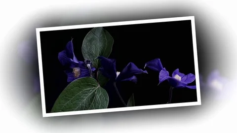 Fly the camera around flower with dew drops. Closeup. Stock Footage 73947511