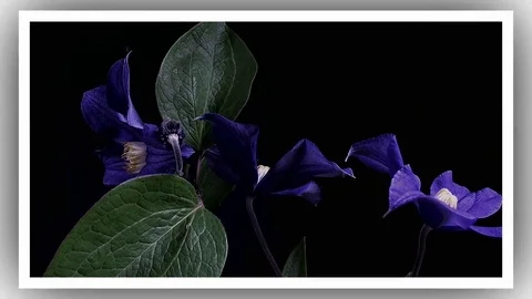 Fly the camera around flower with dew drops. Closeup. Stock Footage 73947700