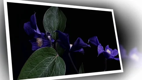 Fly the camera around flower with dew drops. Closeup. Stock Footage 73948128