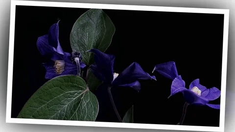 Fly the camera around flower with dew drops. Closeup. Stock Footage 73948419