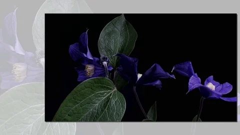 Fly the camera around flower with dew drops. Closeup. Stock Footage 73948732