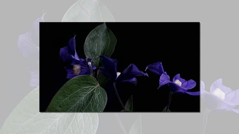 Fly the camera around flower with dew drops. Closeup. Stock Footage 73949241