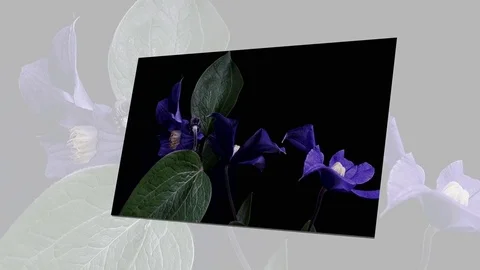 Fly the camera around flower with dew drops. Closeup. Stock Footage 73949502