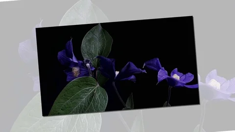 Fly the camera around flower with dew drops. Closeup. Stock Footage 73949814