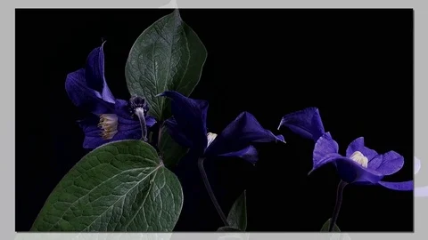 Fly the camera around flower with dew drops. Closeup. Stock Footage 73950090