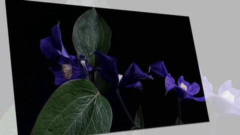 Fly the camera around flower with dew drops. Closeup. Stock Footage 73950280