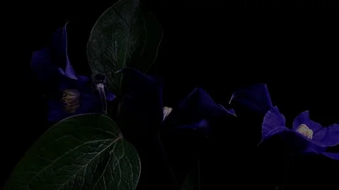 Fly the camera around flower with dew drops. Closeup. Stock Footage 73950670