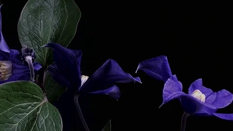 Fly the camera around flower with dew drops. Closeup. Stock Footage 73951268