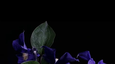 Fly the camera around flower with dew drops. Closeup. Stock Footage 73951710