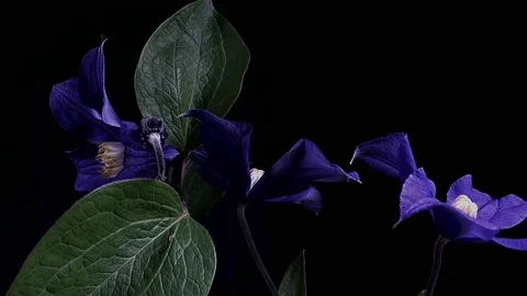 Fly the camera around flower with dew drops. Closeup. Stock Footage 73952120