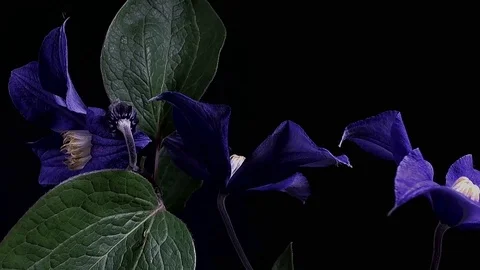 Fly the camera around flower with dew drops. Closeup. Stock Footage 73952492