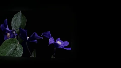 Fly the camera around flower with dew drops. Closeup. Stock Footage 73952639